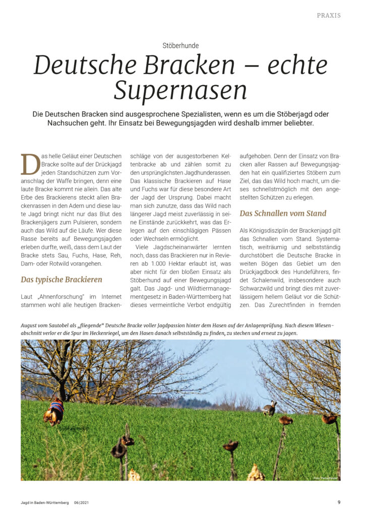 Deutsche Bracken – echte Supernasen