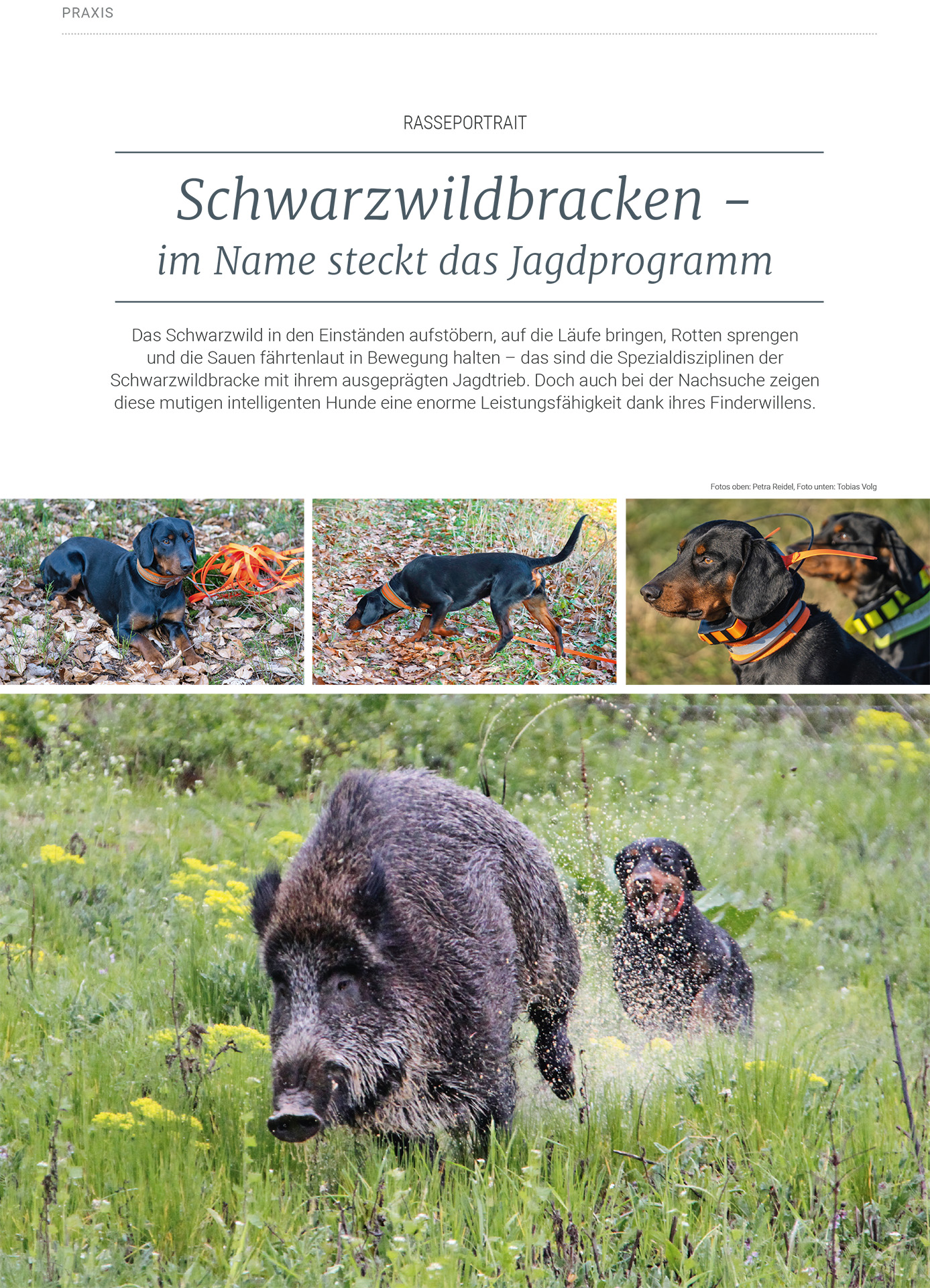 Schwarzwildbracken &#8211; im Name steckt das Jagdprogramm